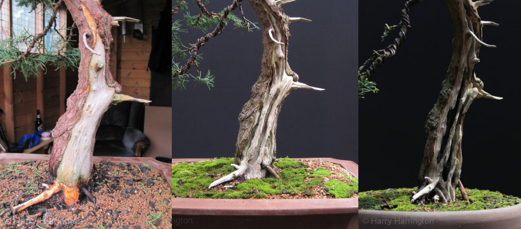 juniper bonsai